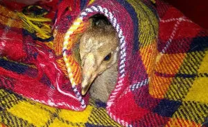I Adopted A Chicken That Has A Message For The World
