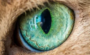15 Macro Shots Of Cat Eyes From My Recent Cat-O-Shoot