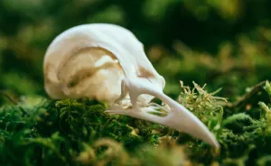 I Immortalize Skulls And Nature In Solid Silver Jewelry