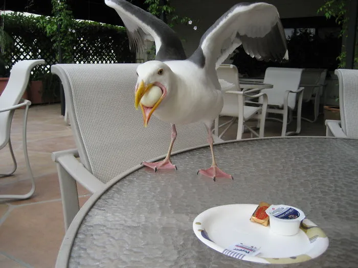 Hey That's My Egg