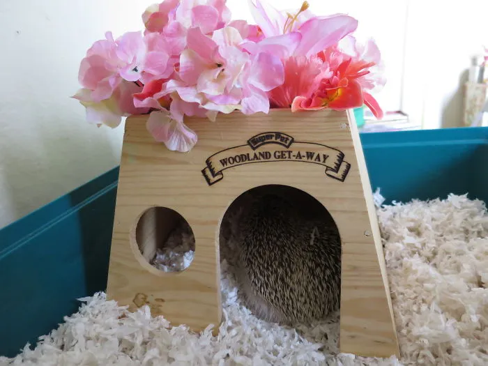 Hedgehog Home Makeover *3*