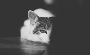 My Black-And-White Catography Reveals Their Hypnotizing Beauty