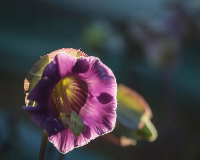 The Flower