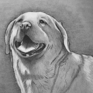 PetPortraitsbyHeather