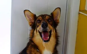 35 Photos of Mixed Dog Breeds For An Instant Mood Uplift