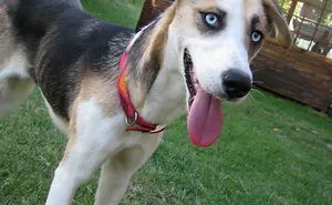 35 Photos of Mixed Dog Breeds For An Instant Mood Uplift