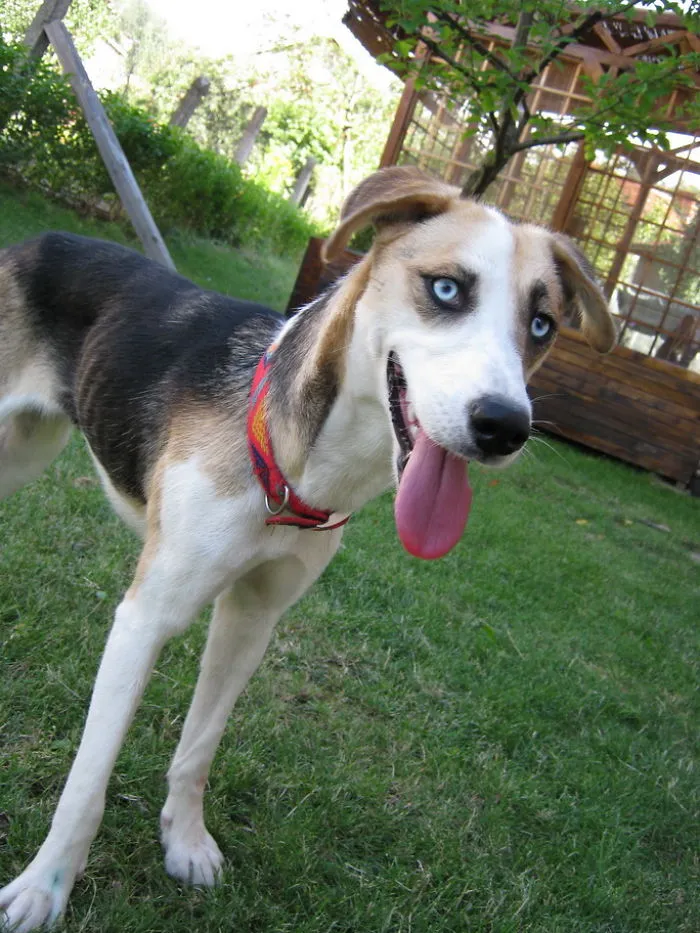 Our Rescued Kaia - A Husky And Maybe A Beagle. Plus Something Else...:-)