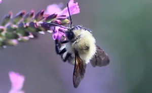 Butterflies And Bees In My Backyard