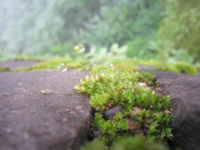 Dew Drops