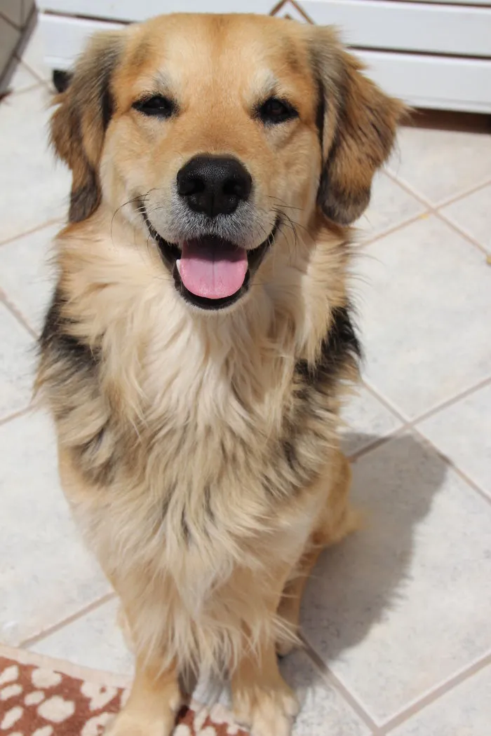 Happy brown dog sitting 