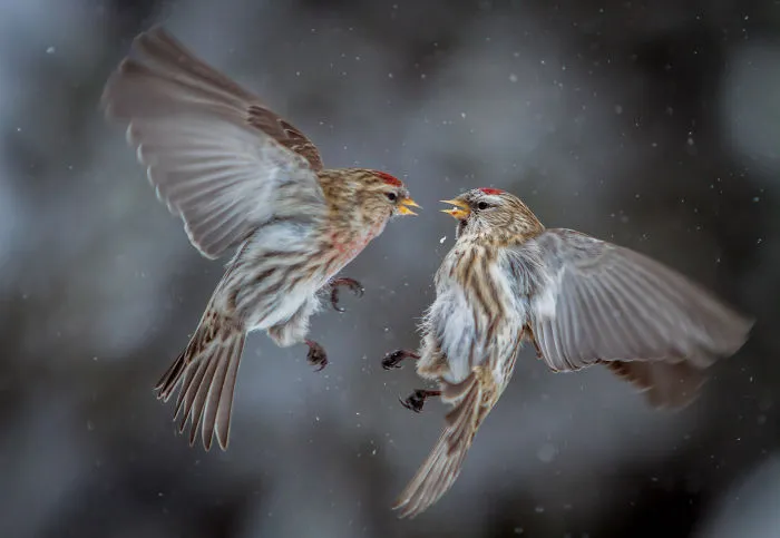 My Best Bird Photo!