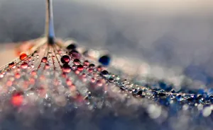 Mesmerising Beauty Of Droplets Captured Through My Macro Lens