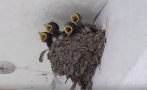 Miracle Of The Day Found Between Gray Blocks Of Flats
