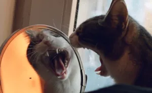 My Cat Yawns Every Time I Take A Picture