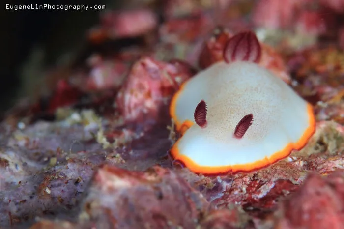 Close-up of a colorful sea slug with orange edges on a rocky surface, showcasing unique alien-like features.
