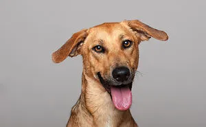 Shelter Dogs Photo Shooting