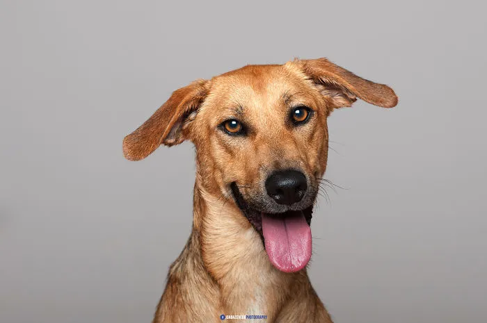 Shelter Dogs Photo Shooting
