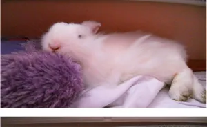 The Funny Bunny