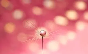 Water Drops Experienced Color Metamorphosis In These Beautiful Macro Images Of Ivelina Blagoeva