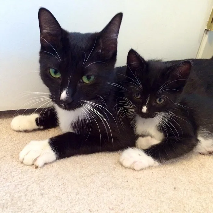 My Foster Cat And Her Mini-me