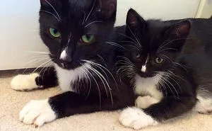 30 Cats With Their Cute Mini-Mes