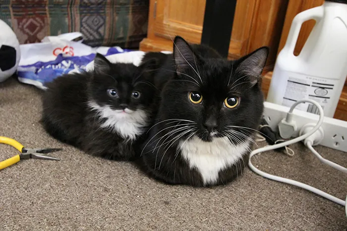 Friend's Cat And Her Kitten