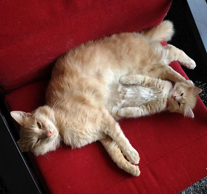 My Cat Appears To Be Growing A Kitten Out Of His Belly