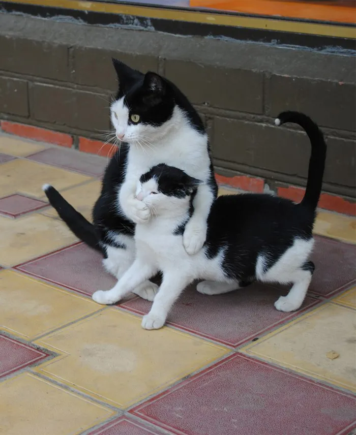 Cat With Her Mini-me