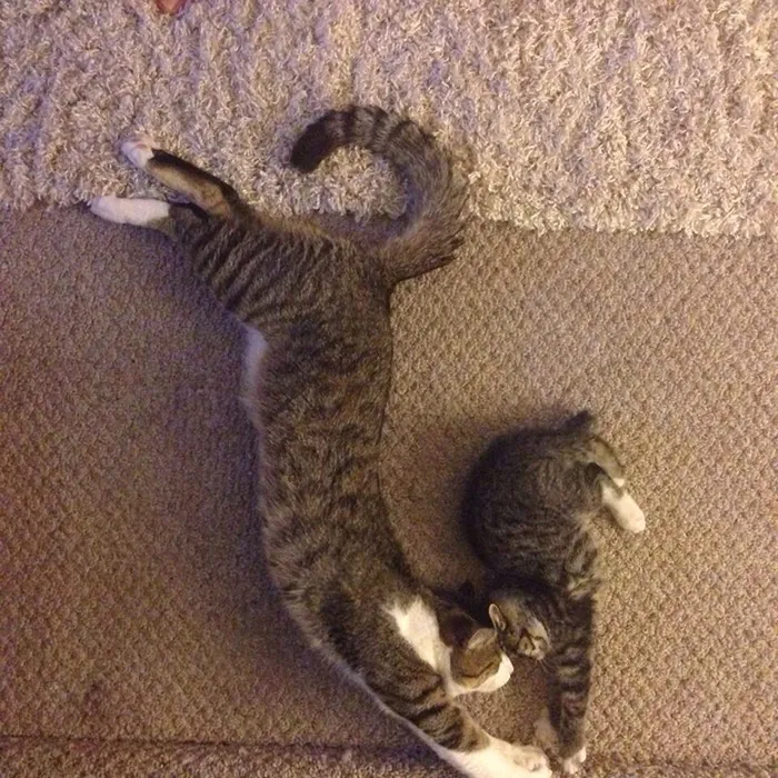 Cat And Her Mini-me