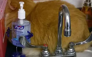 61 Cats Who Just Realized You Took Them To The Vet