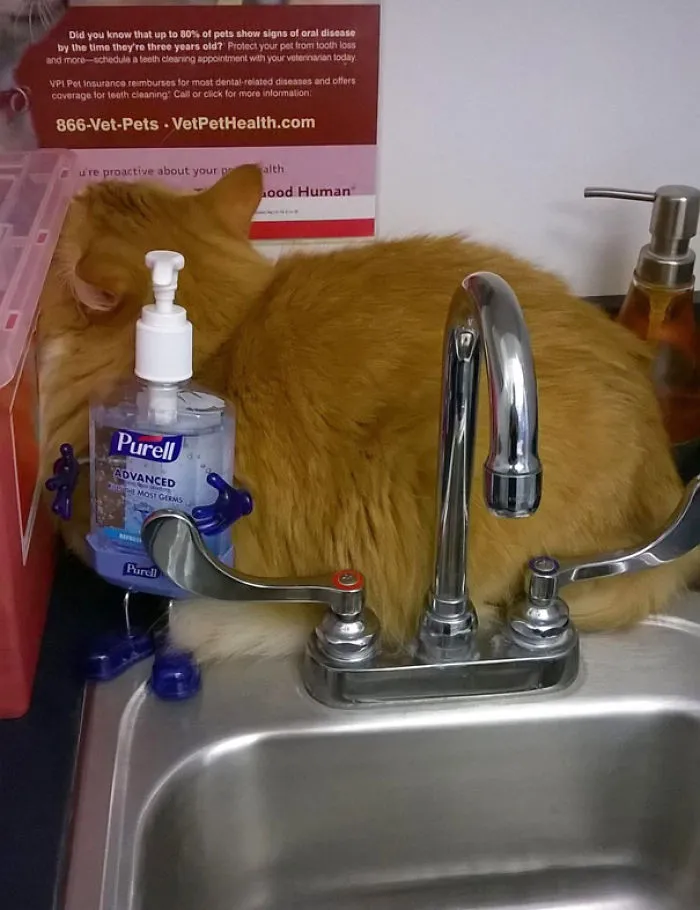 Little Bob Desperately Hiding At The Vet