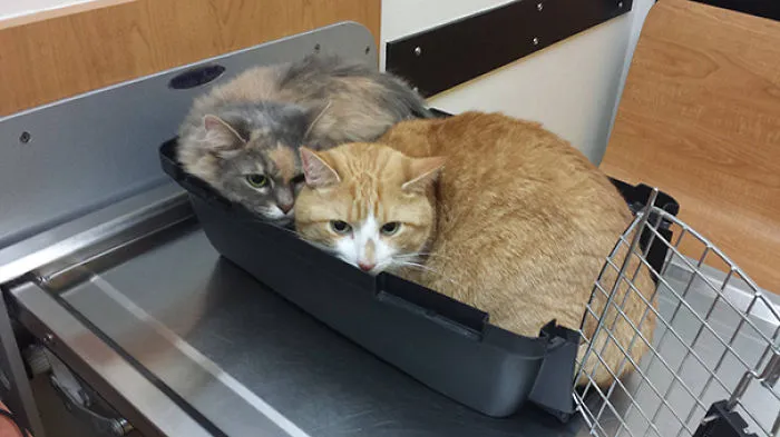 Took Cats To The Vet. Took Hobbes Out Of His Carrier And He Instantly Ran Into Terra's