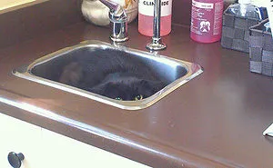 61 Cats Who Just Realized You Took Them To The Vet
