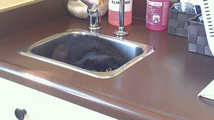 Took My Cat To The Vet