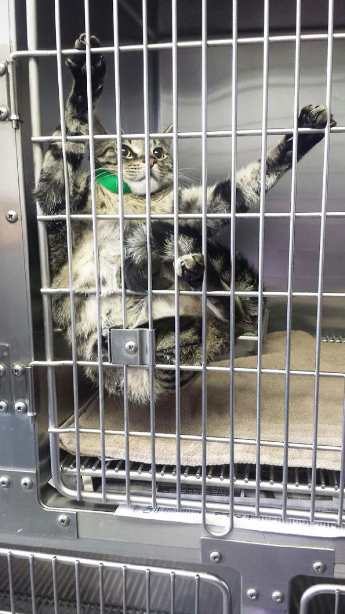 My Wife Is A Vet. Her Patient Is A Bit Concerned