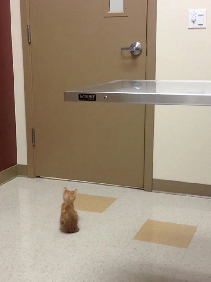 Waiting For The Vet