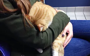 61 Cats Who Just Realized You Took Them To The Vet