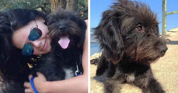 Woman Flies 6000 Miles To Bring Home Stray Dog That Saved Her From Attack, But She Didn't Expect This