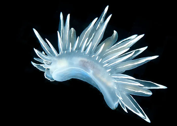 Translucent blue sea slug with spiky appendages, resembling an alien creature, floating against a black background.