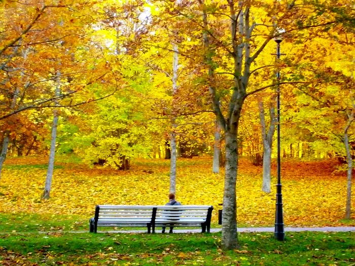 Autumn Gold