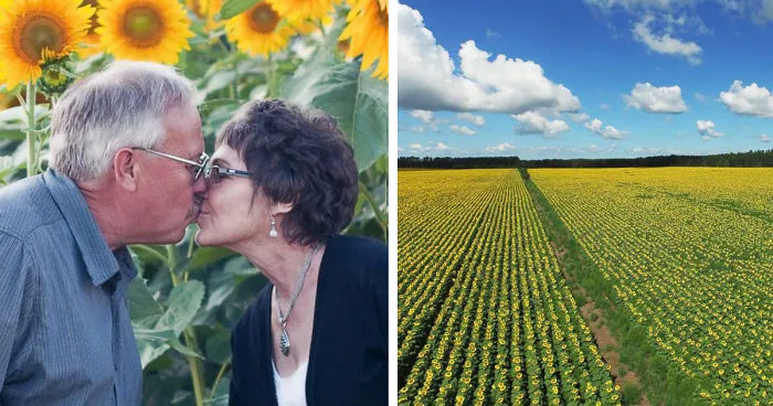 Man Plants 400 Acres Of Sunflowers To Honour Wife Lost To Cancer. Sells Seeds To Fund Cancer Research