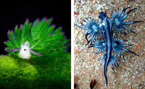 51 Sea Slugs That Prove Aliens Already Live On Planet Earth
