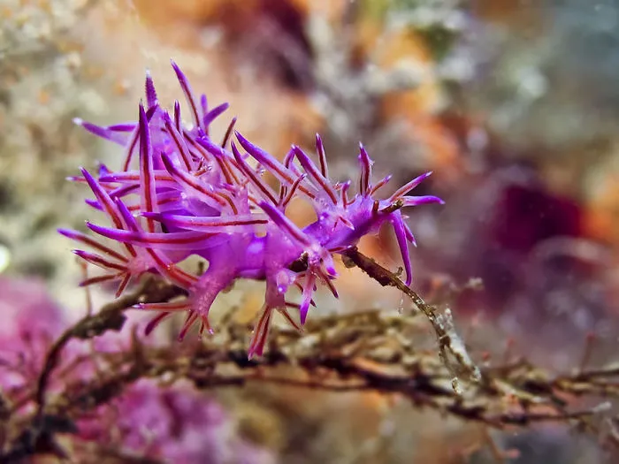 Bright purple sea slug with spiky appendages crawls on underwater plant, showcasing unusual alien-like marine life features.