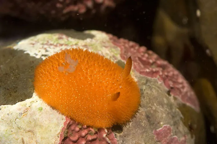 Bright orange sea slug with textured body on a coral reef, showcasing unique alien-like features of sea slugs on Earth.