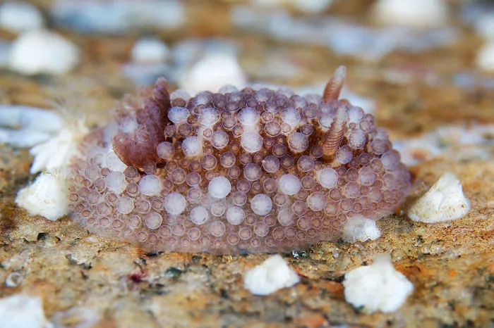 Close-up of a unique sea slug with bubble-like texture, showcasing alien-like features of marine sea slugs on Earth.