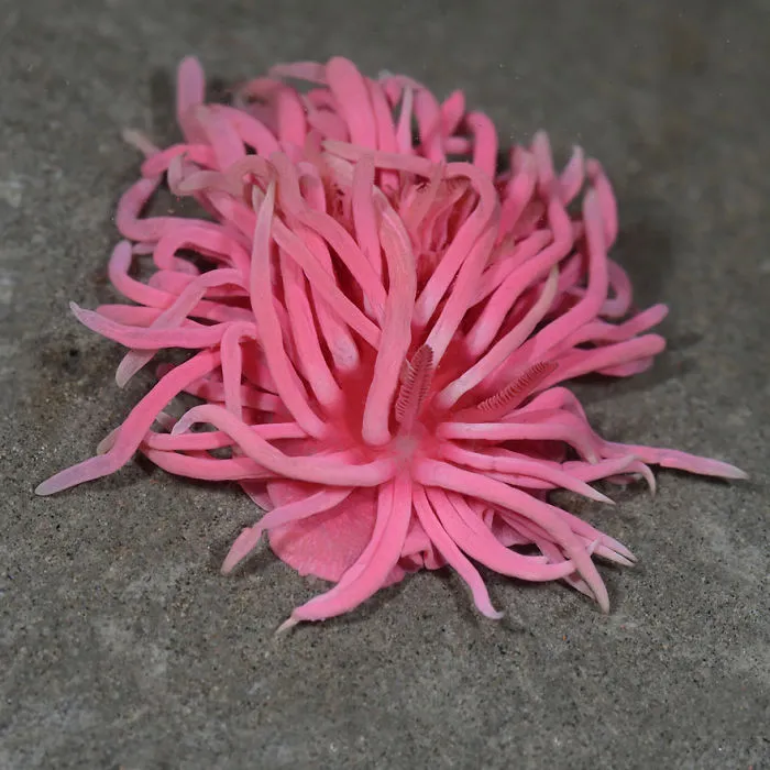 Bright pink sea slug on sandy ocean floor, showcasing alien-like features of unique sea slugs found on Earth.