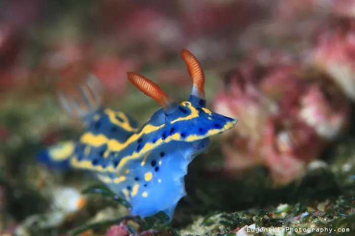 Colorful sea slug with blue and yellow patterns and red antennae on the ocean floor showcasing unique alien-like features.