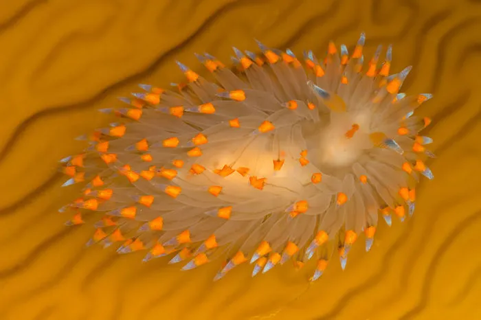 Janolus Barbarensis