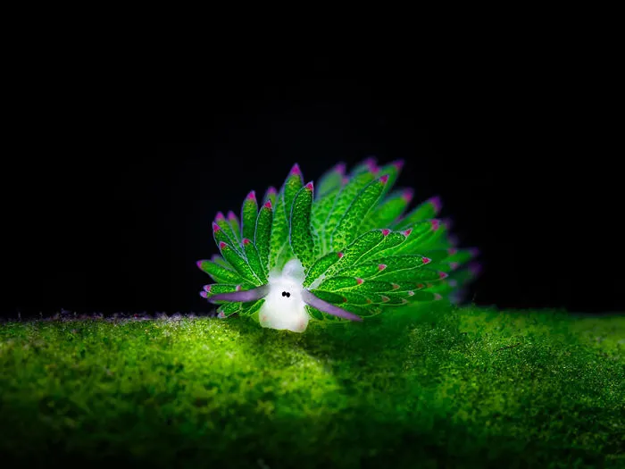 Sea Sheep (Costasiella Kuroshimae)
