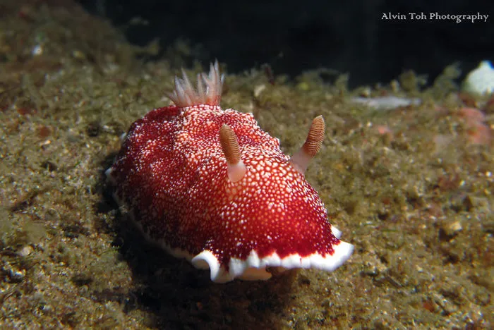A red and white sea slug on the ocean floor, showcasing unique features of alien-like sea slugs.